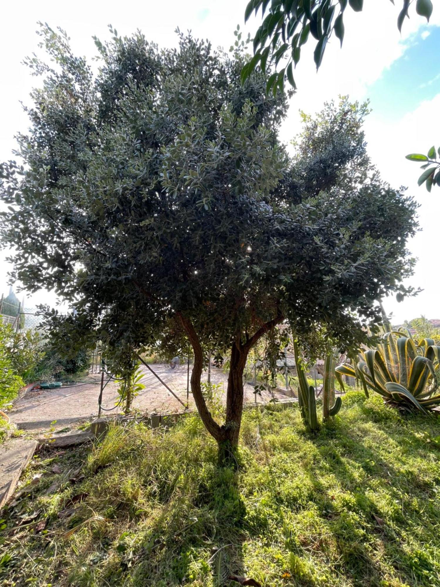Villa Vittoria Trappeto  Kültér fotó
